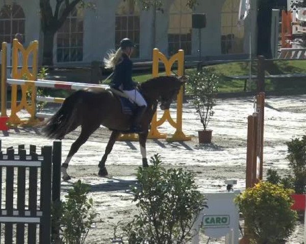 stallion Carambol's As (KWPN (Royal Dutch Sporthorse), 2009, from Carambole)