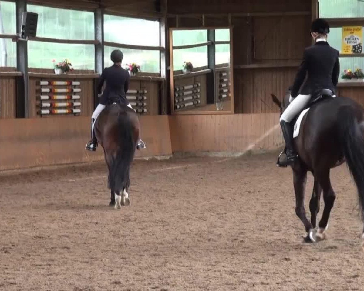 dressage horse Edisson 2 (Westphalian, 2009, from Estobar NRW)