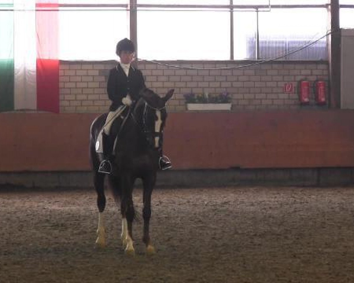 broodmare Royal Princess 33 (Westphalian, 2006, from Royal Blend)
