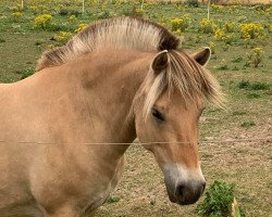 broodmare Langdyssegård's Ronja (Fjord Horse, 2011, from Vikkelsøe's I.P.)