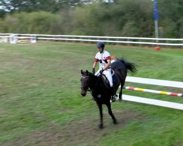 horse Cabaret de Luxe (Polish Warmblood, 2006, from Cajero)