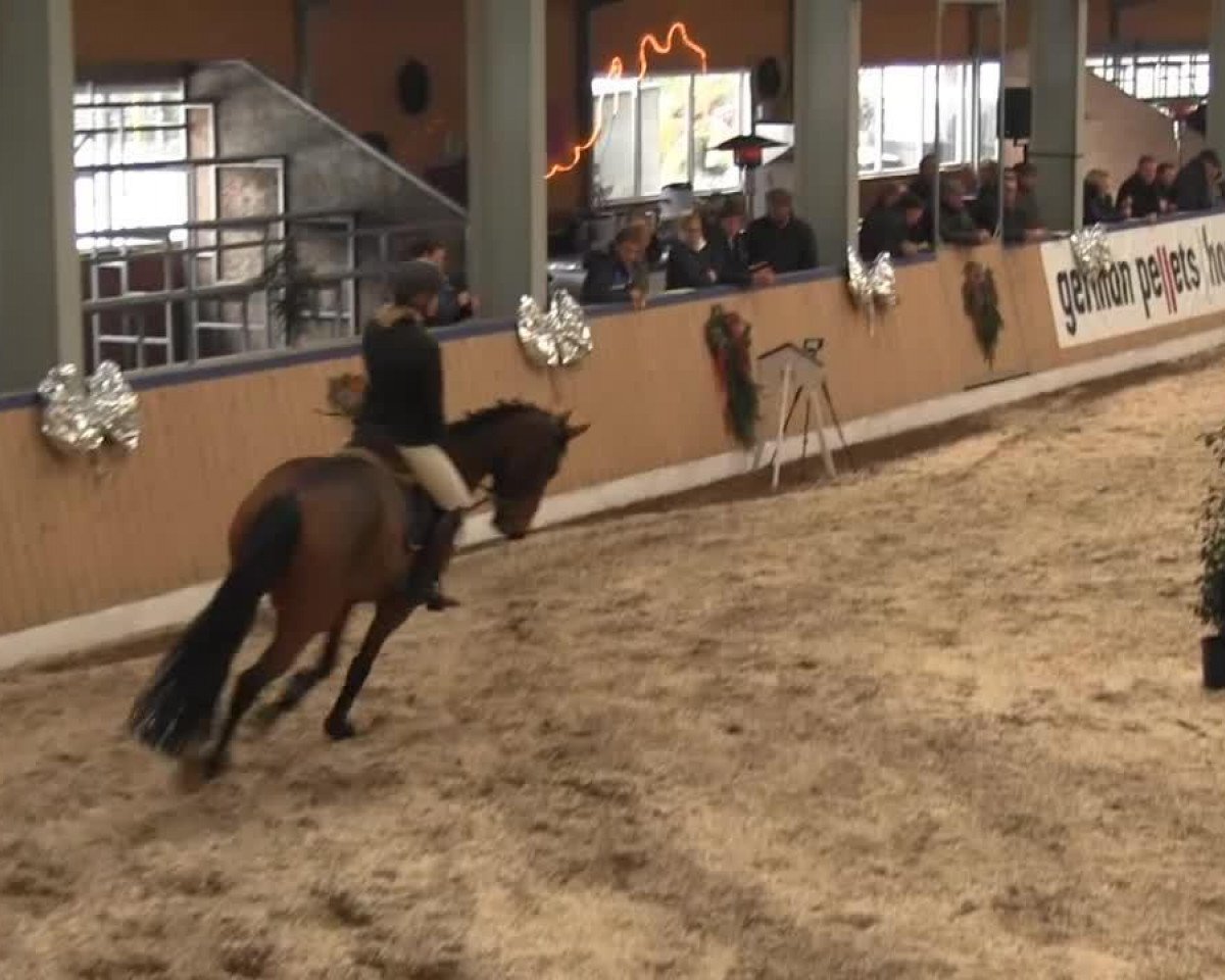 jumper La Jolie S (Oldenburg show jumper, 2008, from Quality 9)