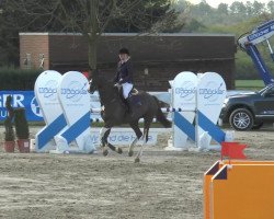 jumper Quikanno (Oldenburg show jumper, 2008, from Quicksilber)