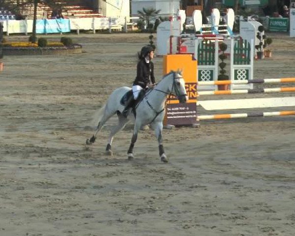 Springpferd Gloria Pkz (Belgisches Warmblut, 2006, von Orlando 218)