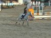 Springpferd Gloria Pkz (Belgisches Warmblut, 2006, von Orlando 218)