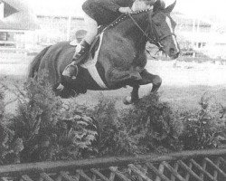 broodmare Eiberg's Marion (New Forest Pony,  , from Duke's Forest Apollo)