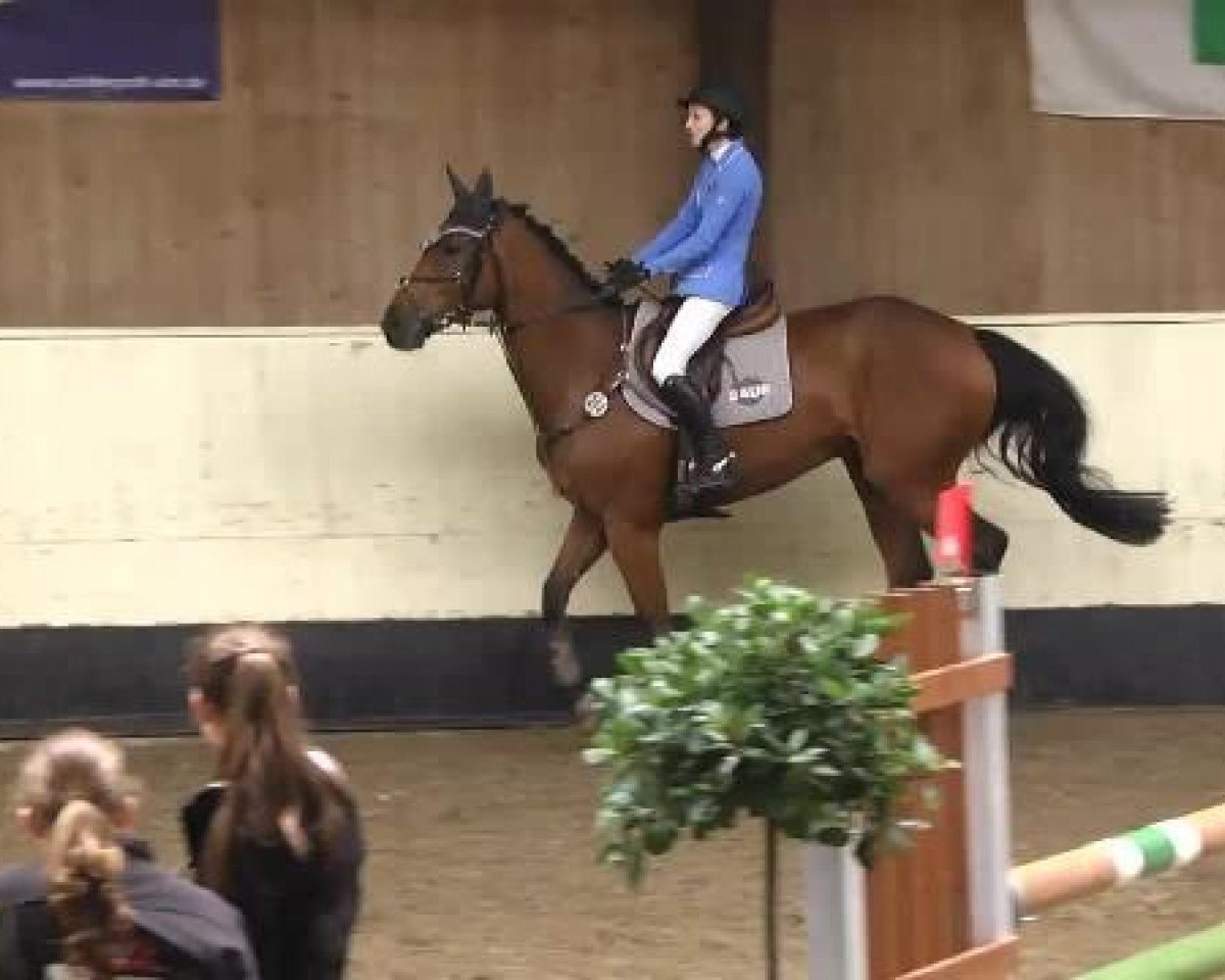 jumper Flipper de La Roc (Westphalian, 2008, from Flipper Sun)
