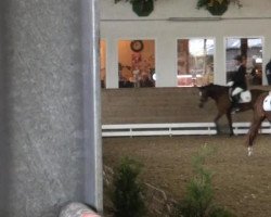 jumper Voleur 3 (German Riding Pony, 2009, from Vincent)