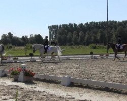 dressage horse Filou 1980 (Pony without race description, 1996)