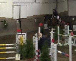 jumper Romeo Carino (Bavarian, 2000, from L-Royal Touch)