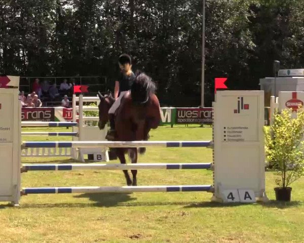 jumper Rahmannshof Dela (Belgian Warmblood, 2009)