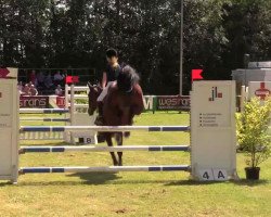 jumper Rahmannshof Dela (Belgian Warmblood, 2009)