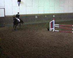 jumper Harry 183 (Polish Warmblood, 2003, from Drozd)