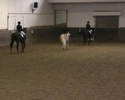 dressage horse Aragon vom Ravelsberg (Haflinger, 2007)