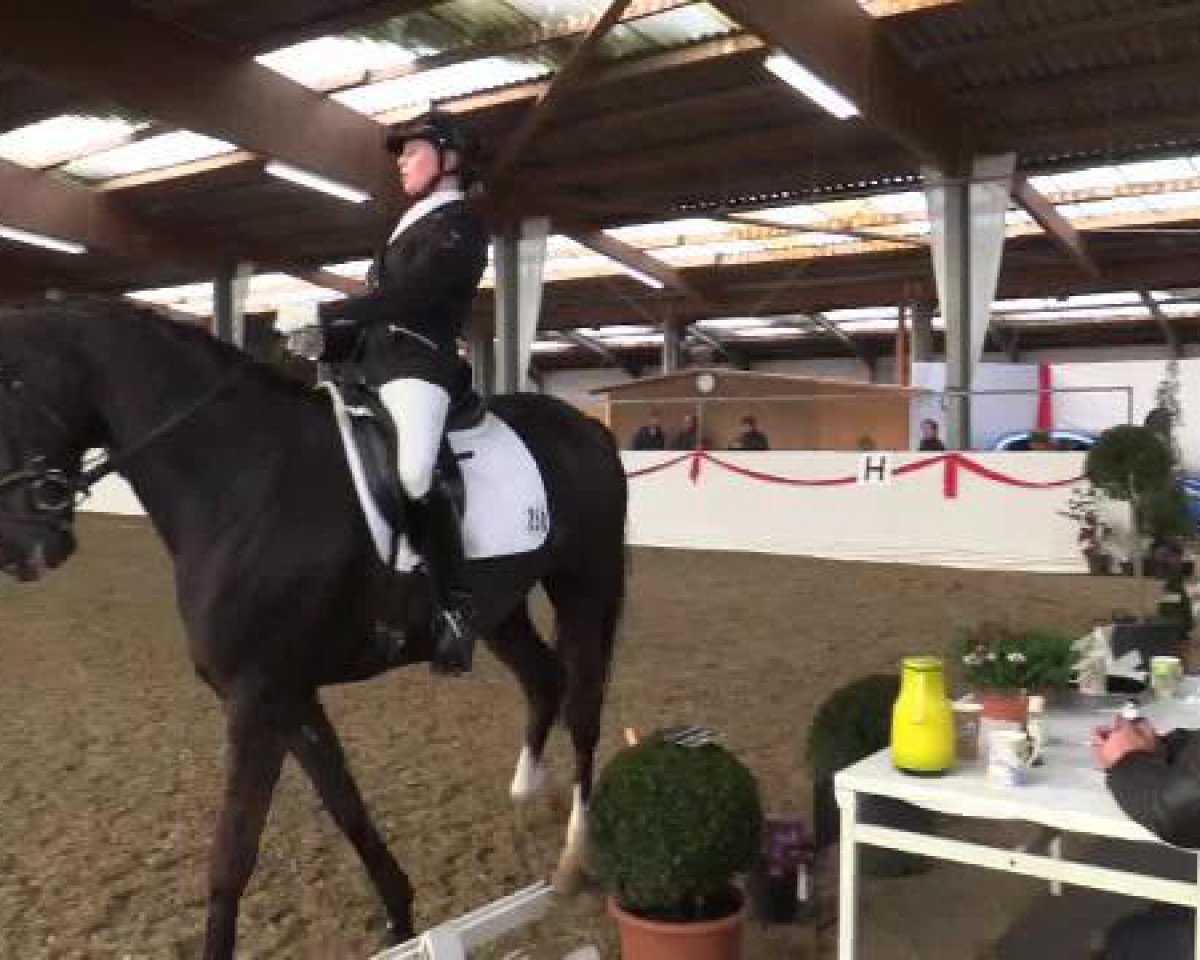 dressage horse Daimler 50 (Hanoverian, 2008, from Don Frederico)