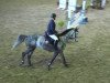 jumper Cara Cosenza (Oldenburg show jumper, 2009, from Cliostro)