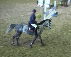 jumper Cara Cosenza (Oldenburg show jumper, 2009, from Cliostro)