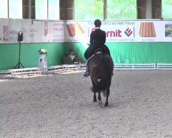 dressage horse Don Quichotte 19 (Hanoverian, 2004, from Don Frederico)