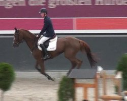 jumper Bel Air 2 (Zangersheide riding horse, 2008, from Balougran)