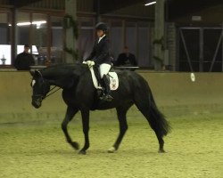 dressage horse Herzkasper (Westphalian, 2008, from Herzensdieb)