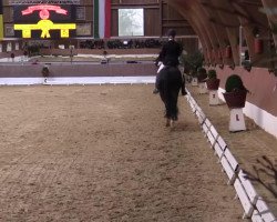 dressage horse Ampere's Black Diamond (Westphalian, 2010, from Ampère)