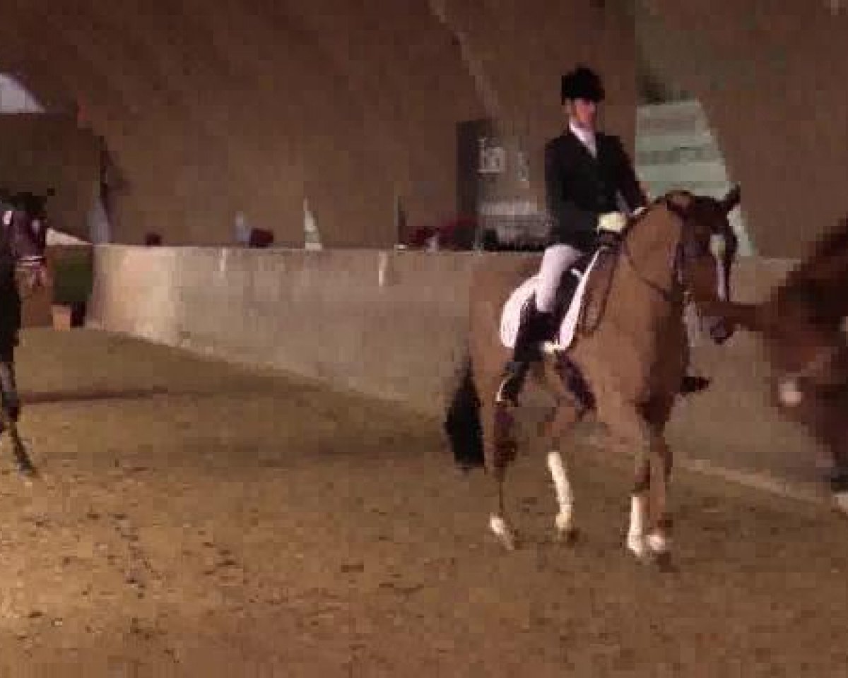 dressage horse Dave R (Oldenburg, 2010, from De Niro)