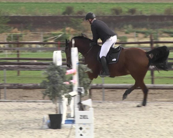 Reitturnier Worms-Pfeddersheim / Reitsportanlage Wittemer 2020
