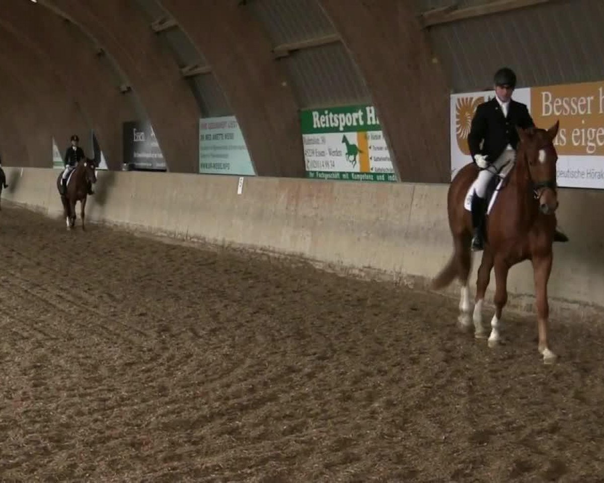 dressage horse Lemmon Tree (unknown, 2009)
