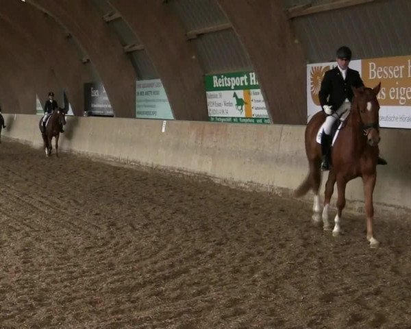 dressage horse Lemmon Tree (unknown, 2009)