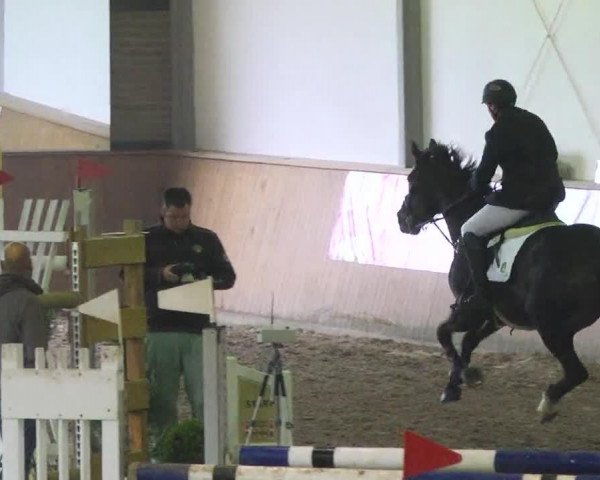 jumper Bonita 449 (Belgian Warmblood, 2007, from Blue Boy van Berkenbroeck)