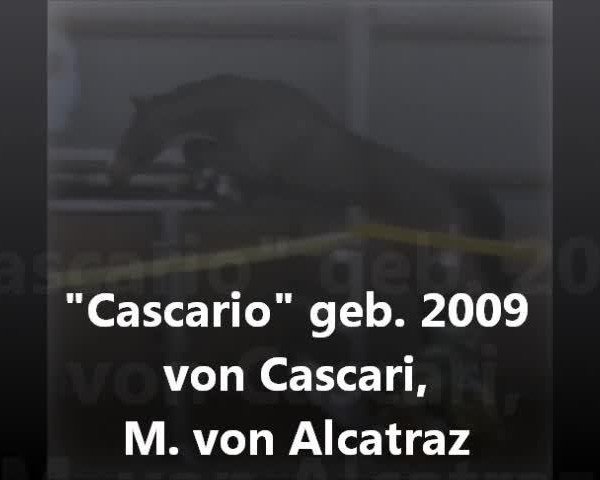Springpferd Cascario (Holsteiner, 2009, von Cascari)