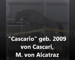 jumper Cascario (Holsteiner, 2009, from Cascari)