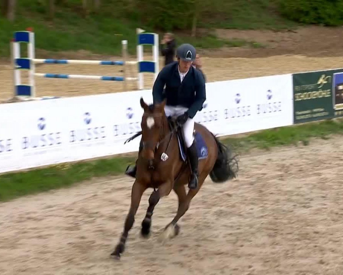 Springpferd Calidos Stern (Hannoveraner, 2009, von Chalet)