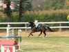 jumper Caretino 21 (Oldenburg show jumper, 2008, from Contendro I)