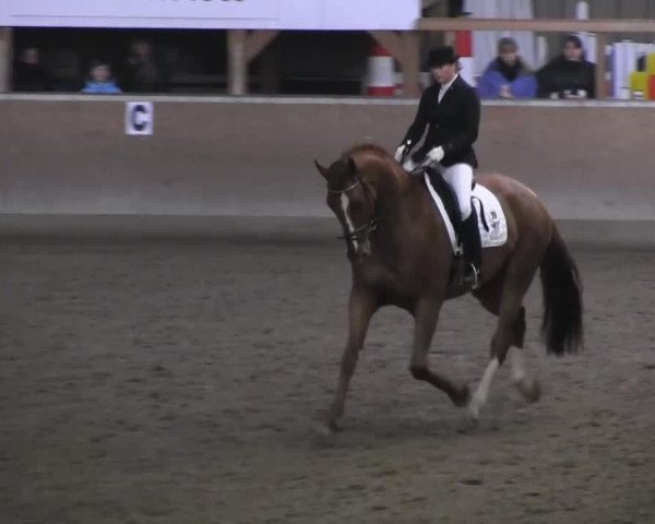 dressage horse Diamond Fox (Hanoverian, 2007, from Don Frederico)