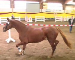 jumper Lutjat (German Sport Horse, 2010, from Lemwerder)