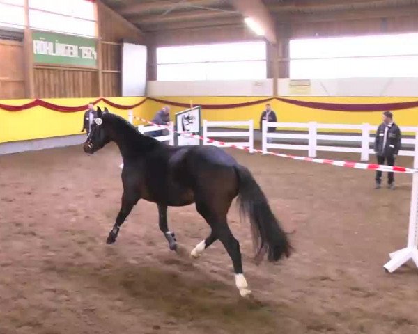 dressage horse Idefix (Württemberger, 2010, from Iskander)