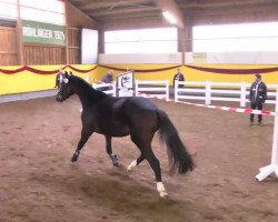 dressage horse Idefix (Württemberger, 2010, from Iskander)