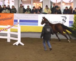 Springpferd Catchme (Holsteiner, 2010, von Cash)