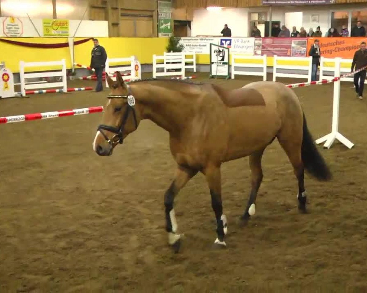 jumper Lucky Boy 239 (Bavarian, 2009, from Landprinz)