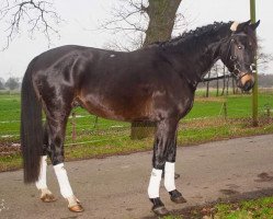 dressage horse Leo (Westphalian, 2009)