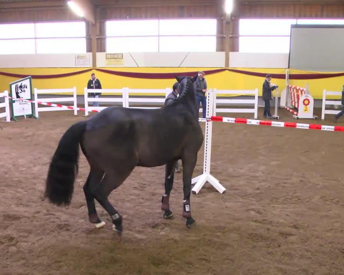 Springpferd Lasino Boy (Württemberger, 2010, von Lasino)