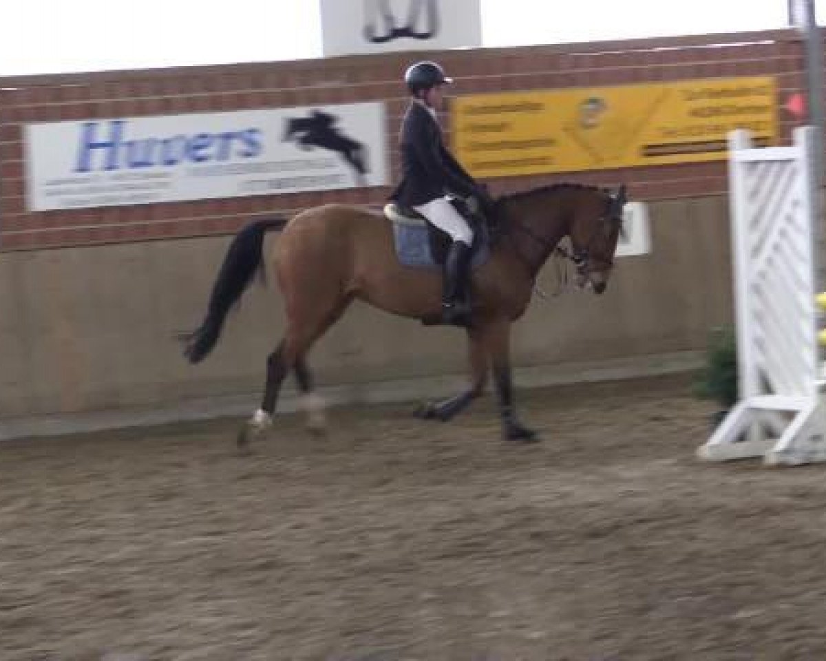 broodmare PBM Querida (Württemberger, 2010, from Quo Vados I)