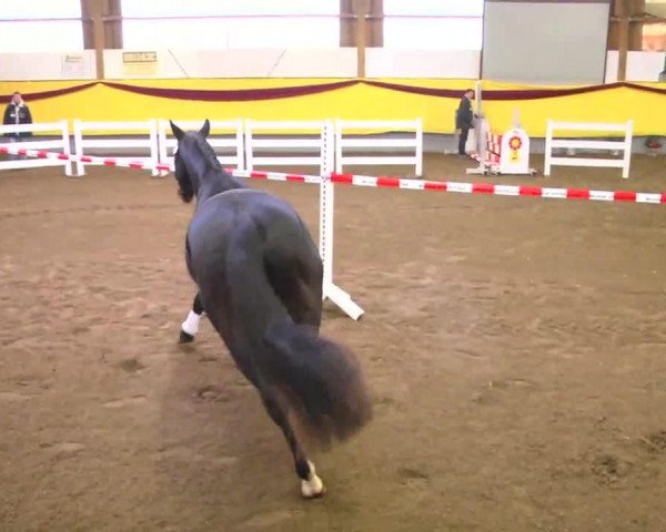 dressage horse Rocky 1629 (German Warmblood, 2010, from Rapptaenzer)