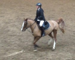 dressage horse Cinderella 530 (unknown, 2004)