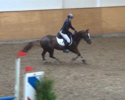 dressage horse Pegasus 475 (German Riding Pony, 2004, from Pilgrim’s Red)