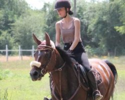 dressage horse Saphira (Oldenburg, 2009, from San Amour I)