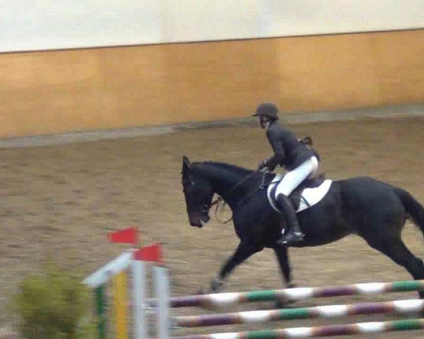 broodmare Derrymore Diamonds (Irish Sport Horse, 2008, from Derrymore Lad)