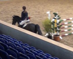 jumper Gino 613 (German Riding Pony, 2006, from Gerlof)