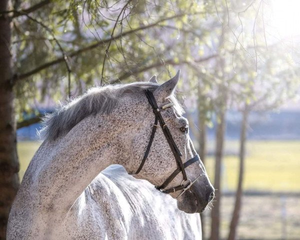 jumper Solli's Lord Callisto (Norwegian Warmblood, 2003, from Lord Caletto)